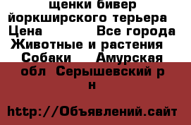 щенки бивер йоркширского терьера › Цена ­ 8 000 - Все города Животные и растения » Собаки   . Амурская обл.,Серышевский р-н